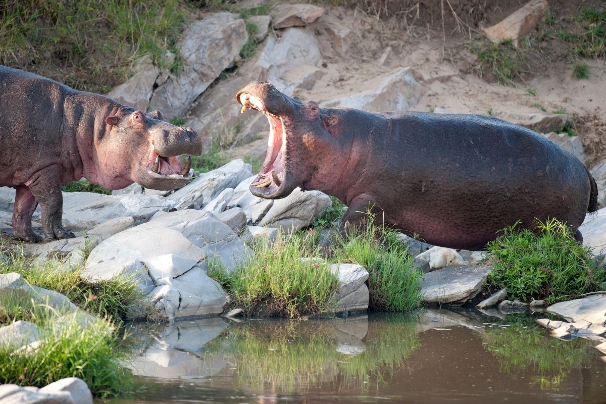 hipopotam ne yer