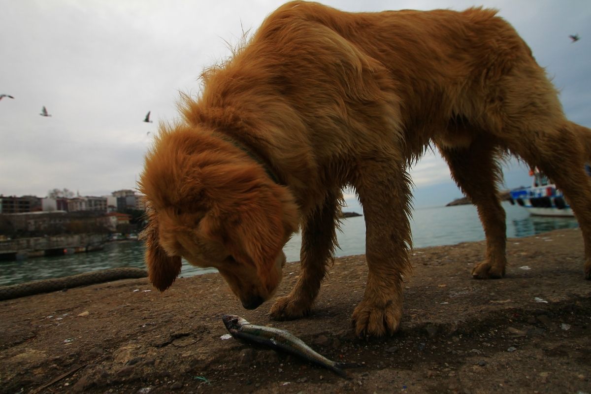 köpek beslenmesinde balık