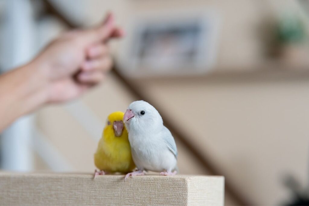 forpus papağanı eğitimi