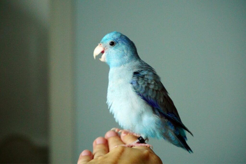 mavi forpus papağanı