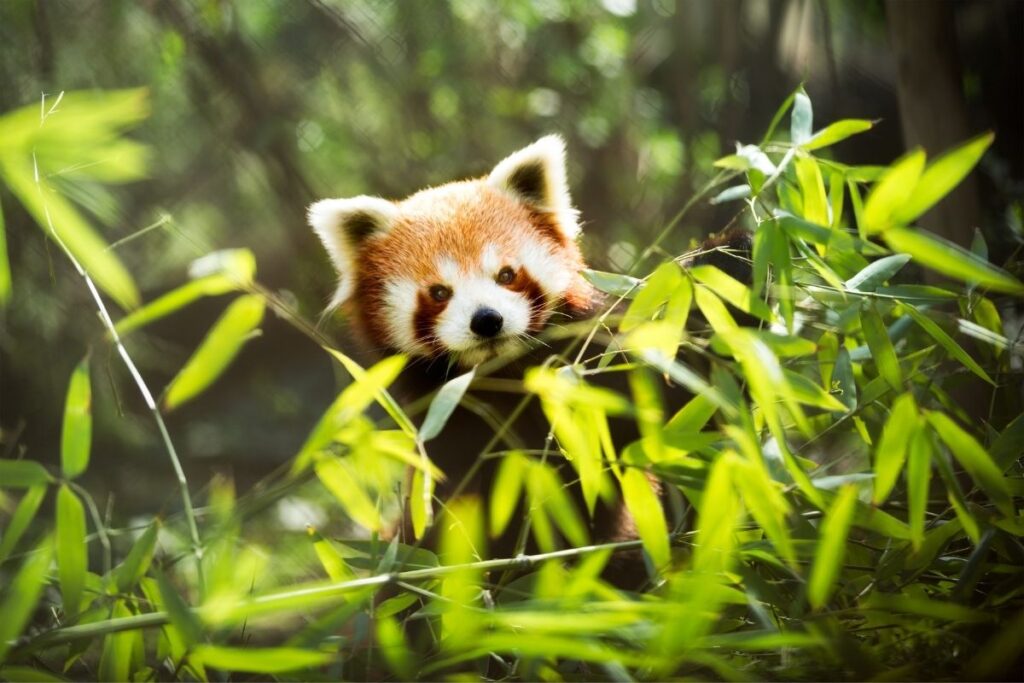kızıl panda yaşamı