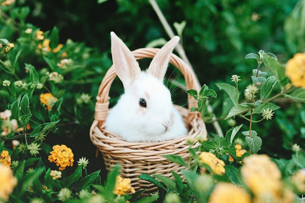 beyaz tavşan