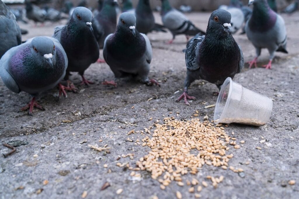 sokaktaki güvercinler buğday yiyor