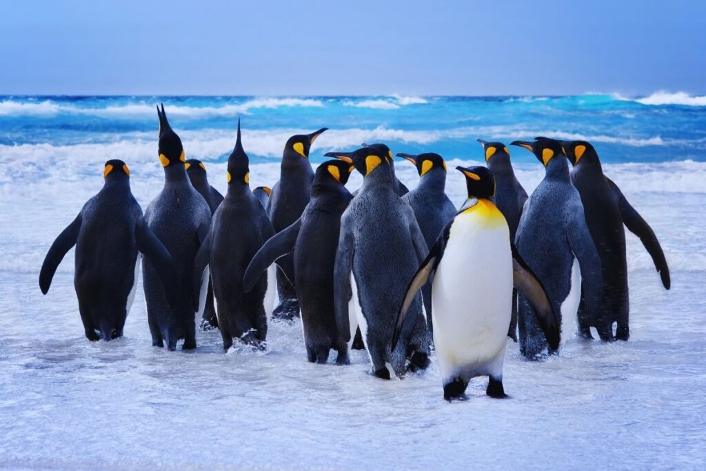 kral penguenler