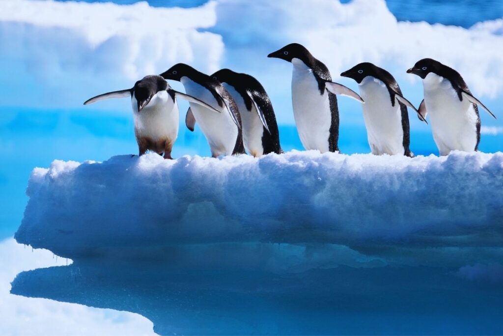 penguenlerin yaşam alanı