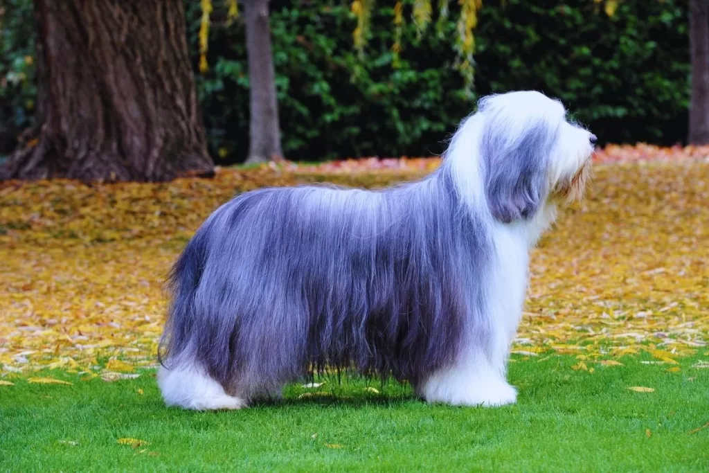 Bearded Collie uzun tüylü köpek