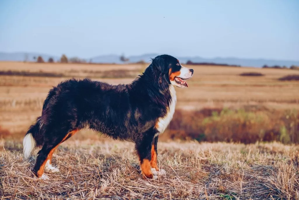 Bernese Dağ Köpeği