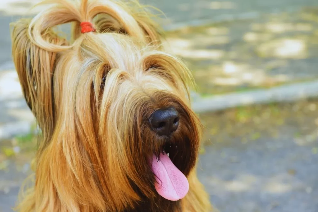 uzun tüylü köpek cinsi Briard