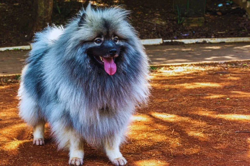 Keeshond uzun tüylü köpek