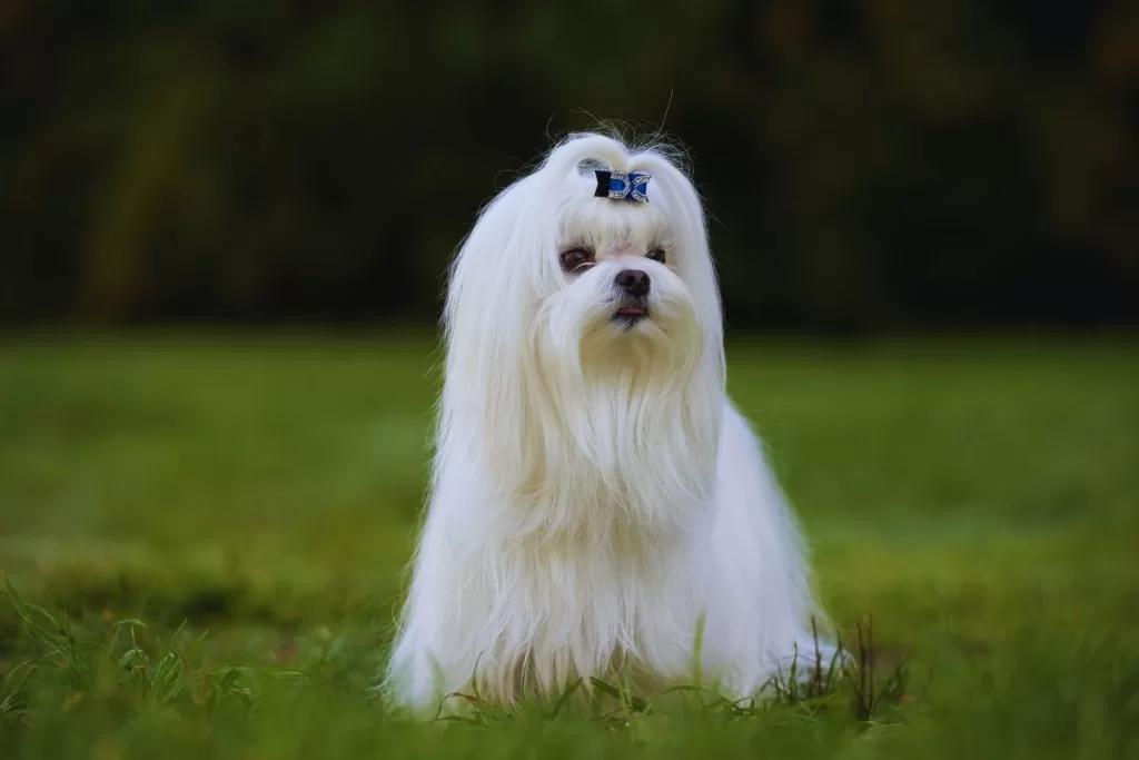 Maltese uzun tüylü köpek cinsleri