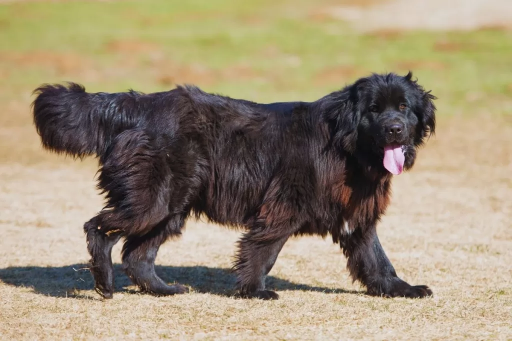 Newfoundland köpek cinsi