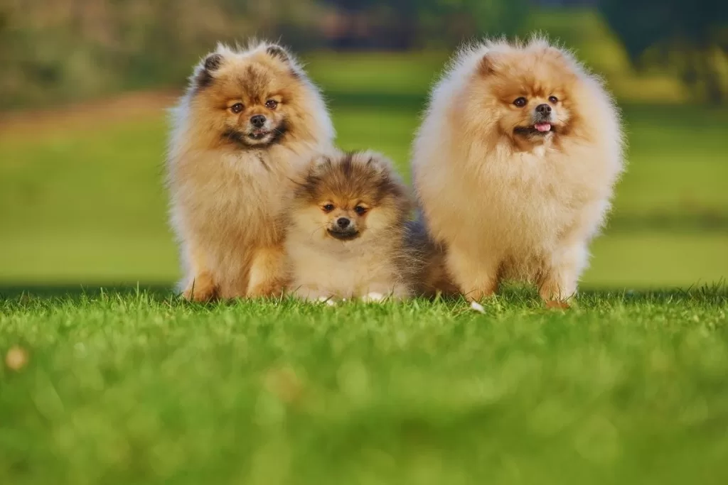 Pomeranian köpekler