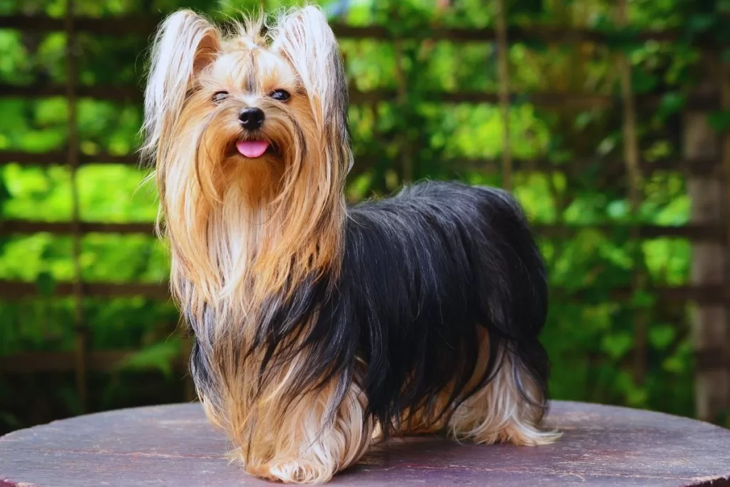 Yorkshire Terrier