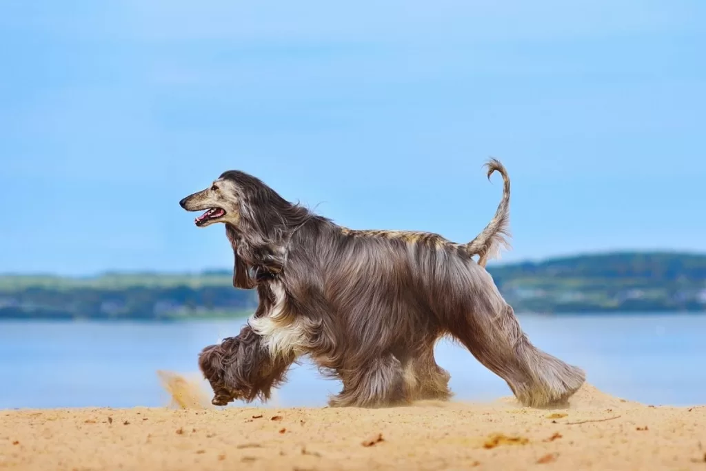 afgan tazısı köpek cinsi