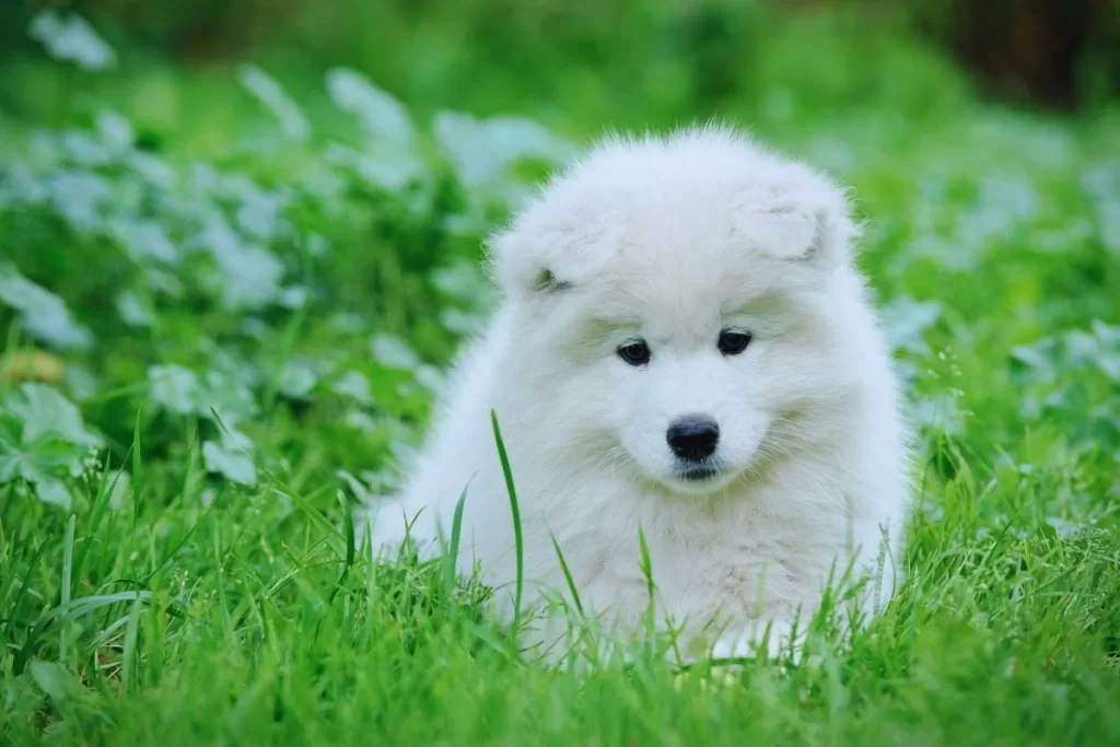 Samoyed