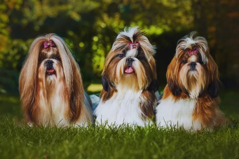 uzun tüylü köpek cinsleri