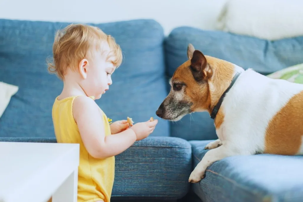 köpeği bebekle tanıştırmak