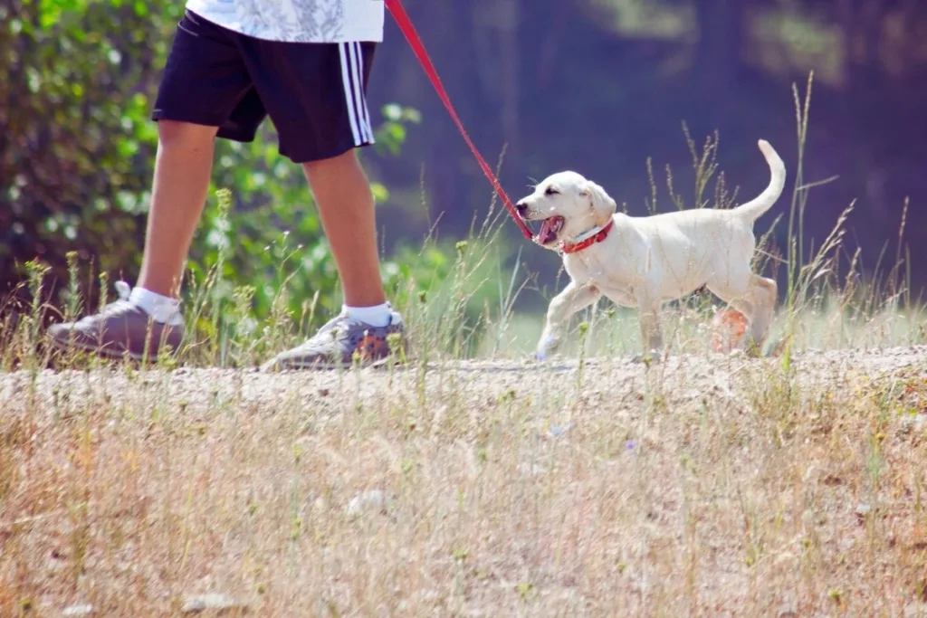 köpek gezdirmek