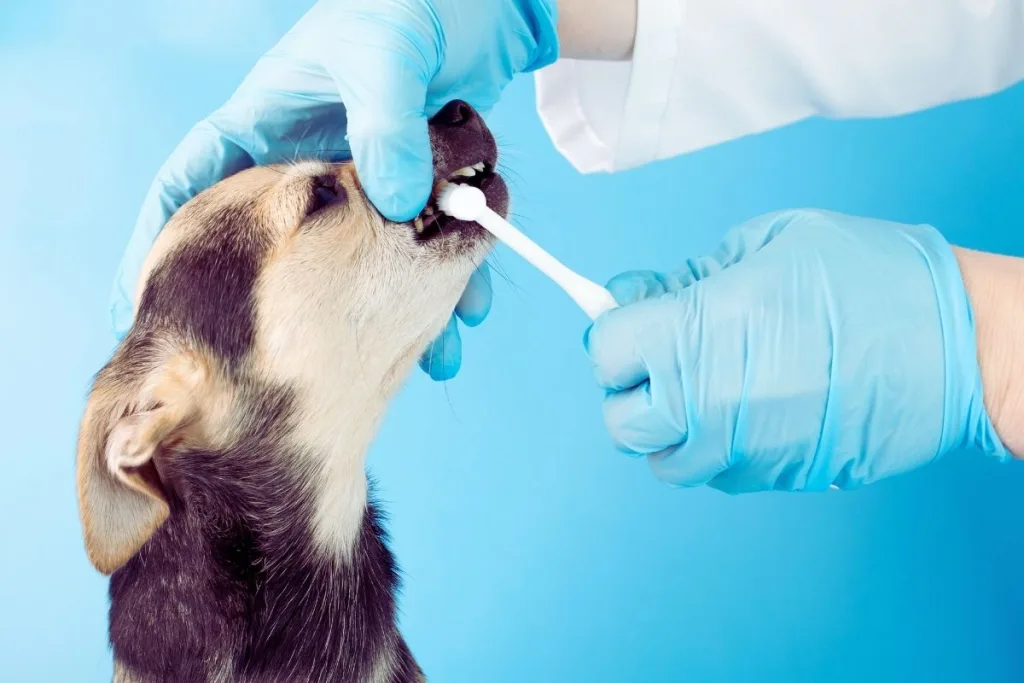 köpeklerde diş bakımı