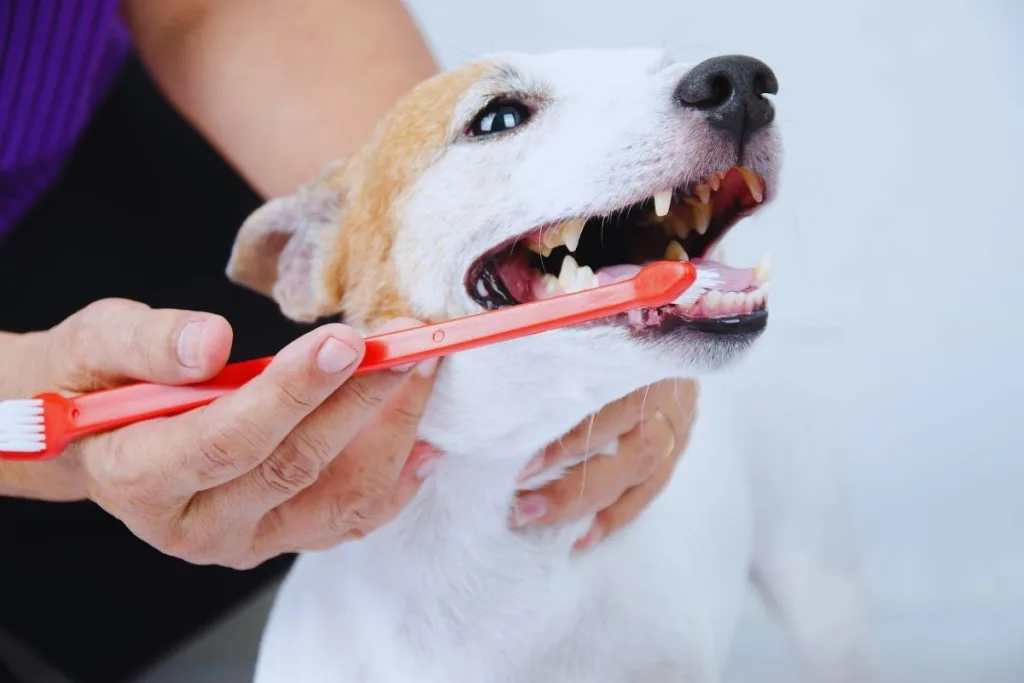 köpeklerde diş fırçalama