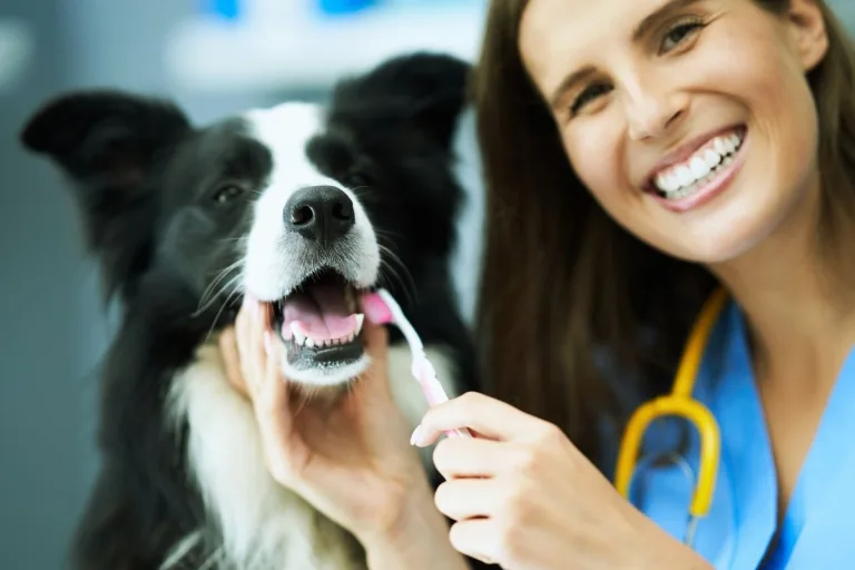 köpeklerde diş temizliği