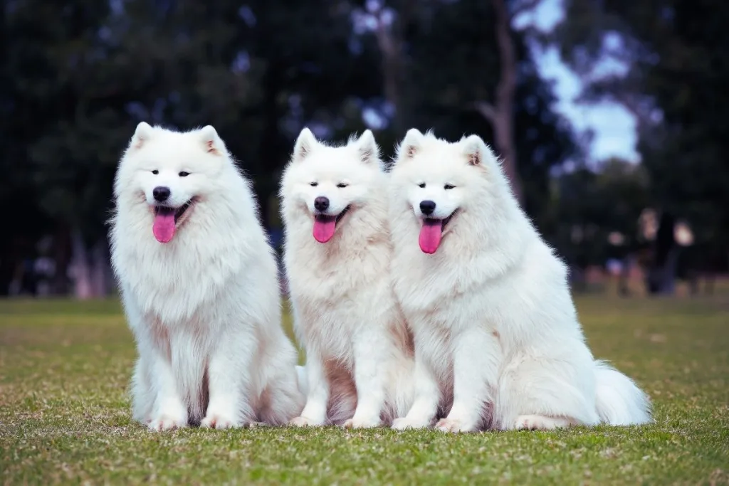 samoyed cinsi köpekler