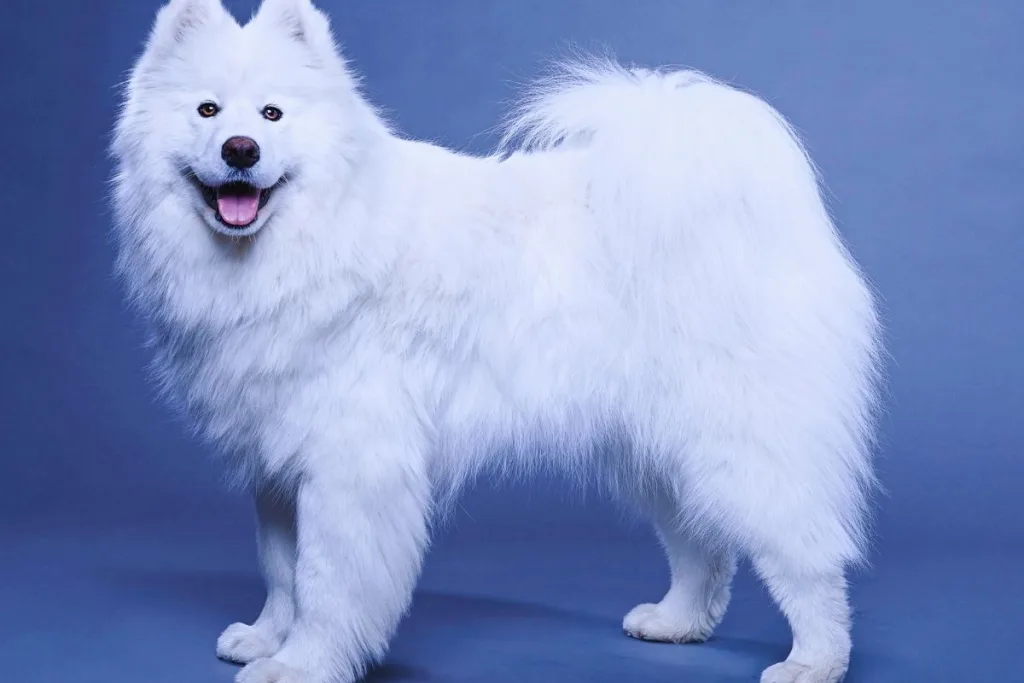 samoyed köpek