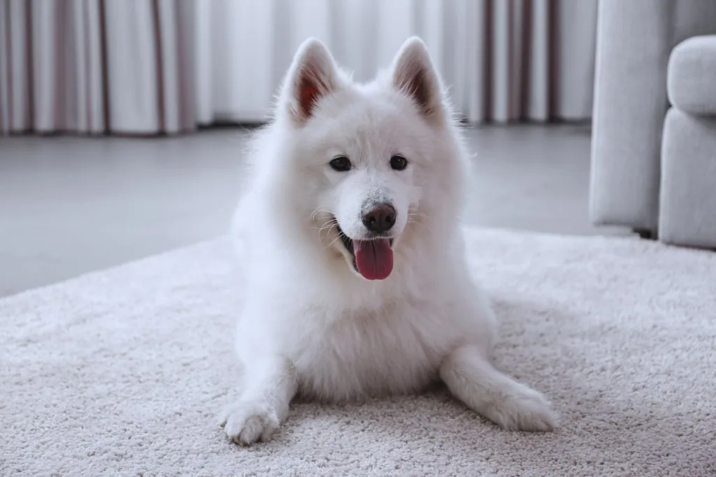 samoyed köpek bakımı