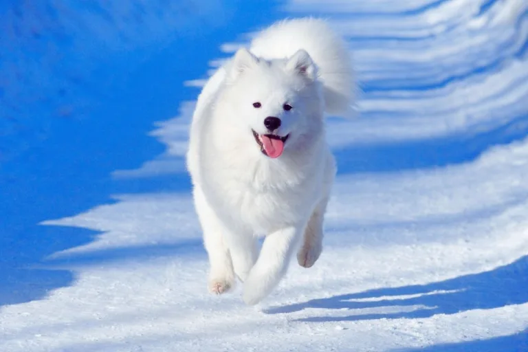 samoyed köpek cinsi