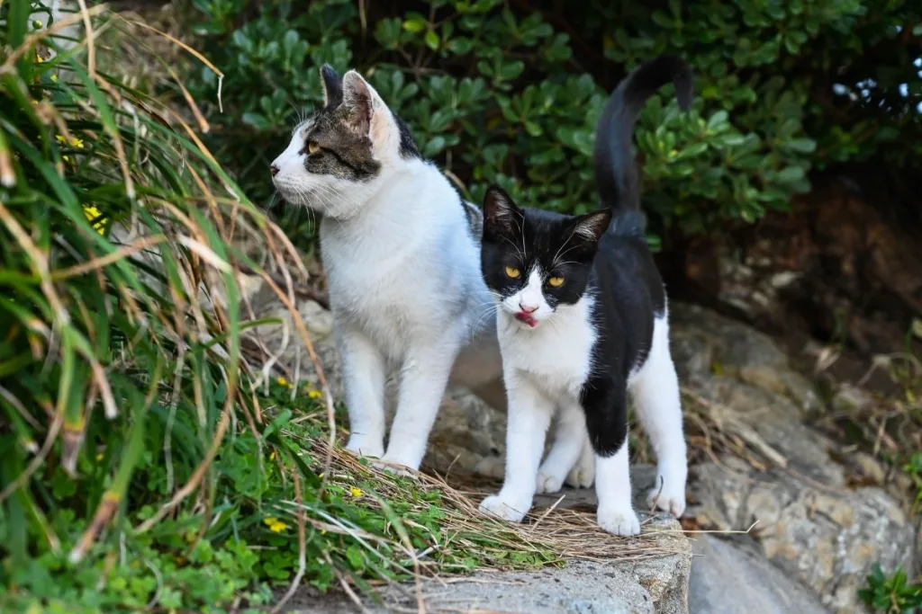 tekir kedi ve smokin kedi yan yana