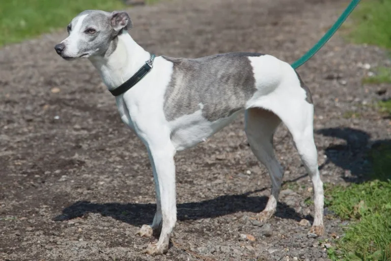 whippet köpek cinsi