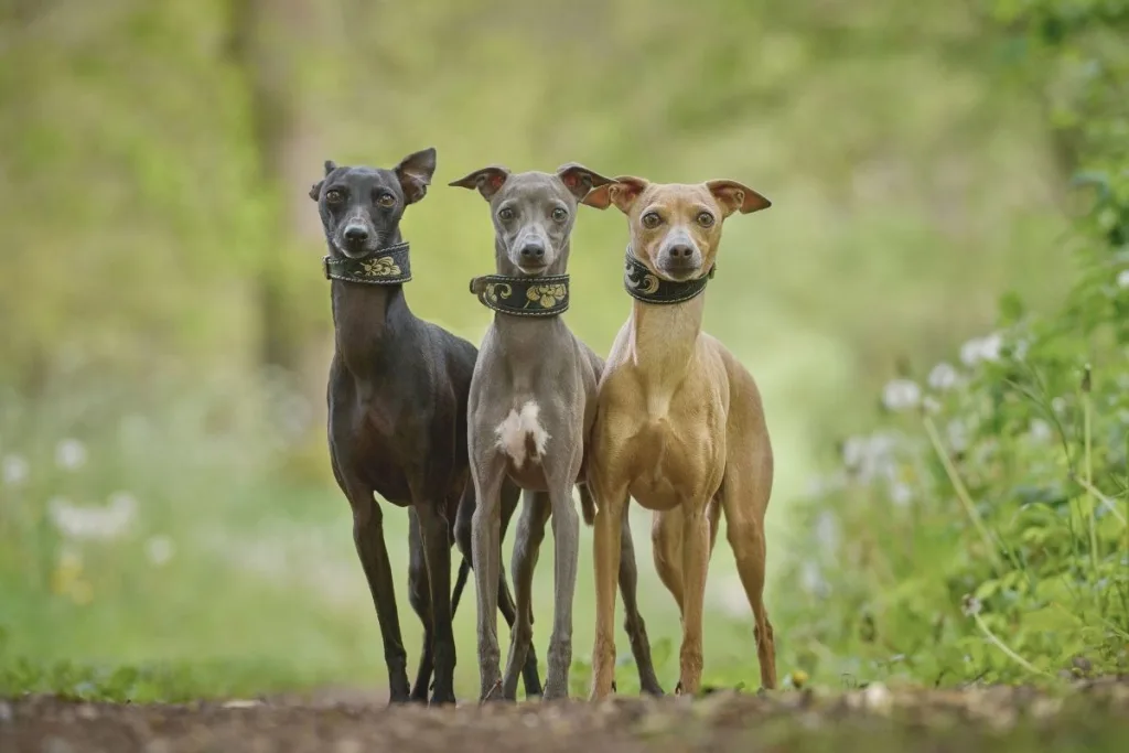 3 tane farklı renklerde  whippet cinsi köpek